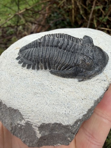 Hollardops trilobite fossil - hollardops,