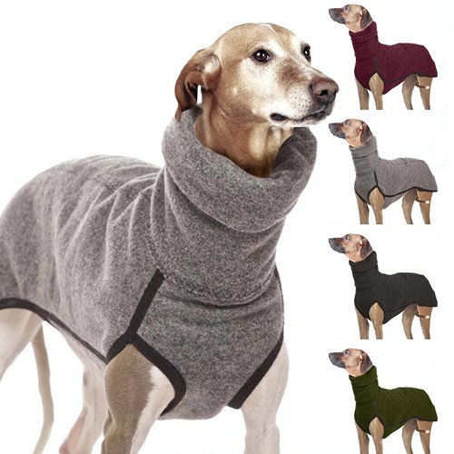 Pet dog winter - pet, high