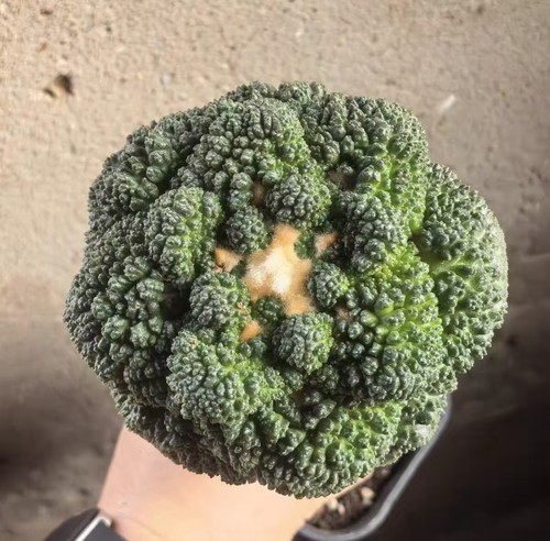 5cm rare live house - rare, plant