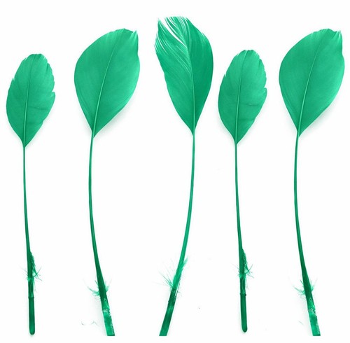 Stripped coque feathers - feathers, 5