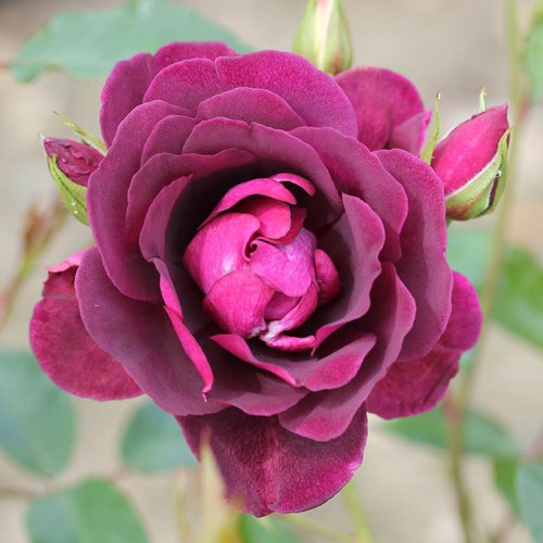 Floribunda rose burgundy ice - floribunda, rose,