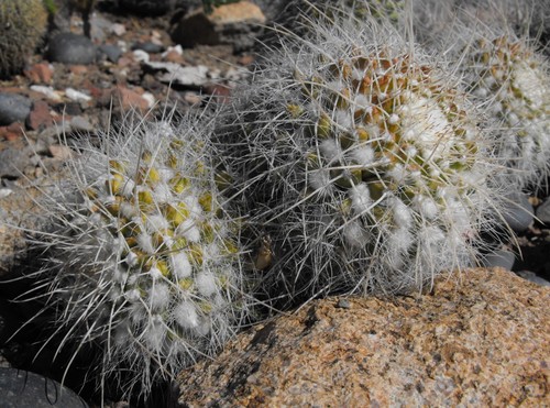 Mammillaria celsiana seeds - celsiana, 25
