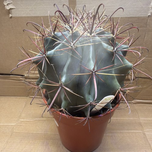 Cactus mature specimen - mature, x1