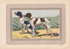 1931 POINTER DOG Print -