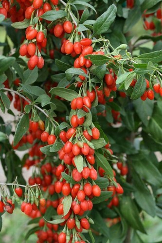 Goji berry lycium barbarum - 3x,