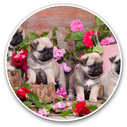 Vinyl stickers 15cm pug - 2,