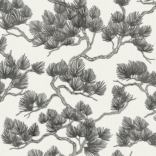 Black white pine tree - pine,