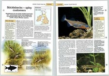 Sticklebacks - Coarse Know Your Fish - The Art Of Fishing Page