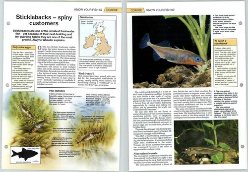 Sticklebacks coarse know - -,