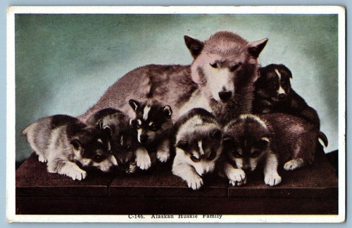 Vtg postcard alaskan - vtg,