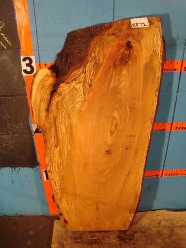 8872 16 thick spalted - ,
