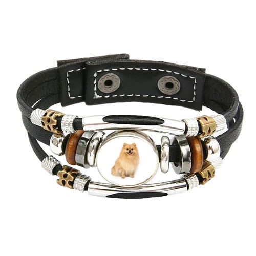 Pomeranian dog pet family - pet,