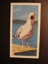 BROOKE BOND PG TIPS BRITISH BIRDS FRANCES PITT SERIES   #9 THE HERRING GULL