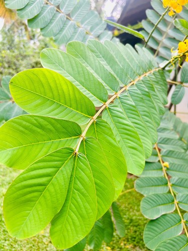 Dried cassia alata leaves - dried,