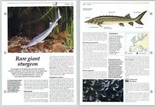 Rare Giant Sturgeon - Fish - The Living Countryside Page