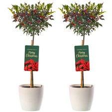 Standard Holly Tree | Hardy