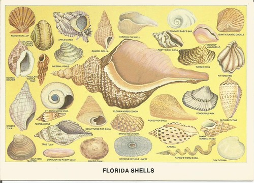 Florida shells colour - shells,,