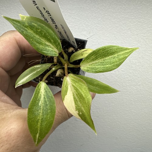 Philodendron gloriosum - philodendron,