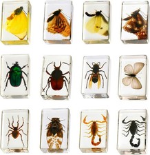 12 Styles Insect in Resin