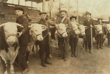 1921 - Boys prize heifers 4H Club Fair at Charleston West Virginia