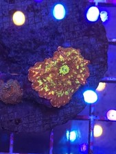 Ultra Malaysian Discosoma