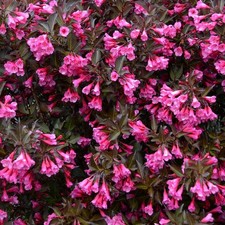 Weigela florida alexandra - alexandra,