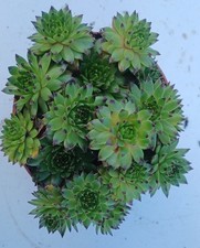 Sempervivum Purple Tectorum