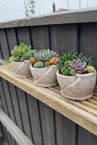 Succulent plant pot 3 - plant,