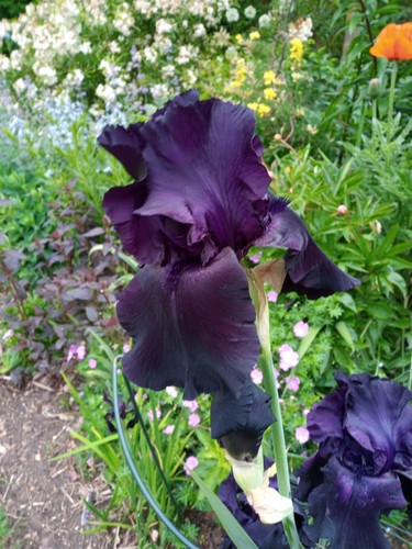 Iris germanica royal satin - royal,