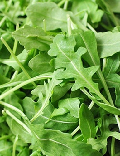 Roquette arugula seeds - roquette,