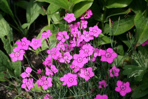 Dianthus deltoides maiden - deltoides, pink
