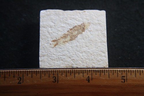 Eocene green river shale fish - green,