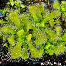 Carnivorous Drosera venusta - All Green Form