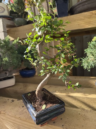 Chinese elm bonsai tree potted - chinese,