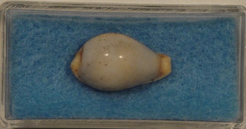 Cypraea musumea 19mm straights - musumea,