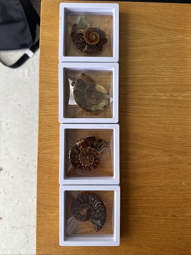 Ammonite fossil case - ammonite, in