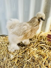 7+ Fertile Silkie Eggs Calico