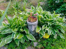 3 x Hosta Hardy Perennial