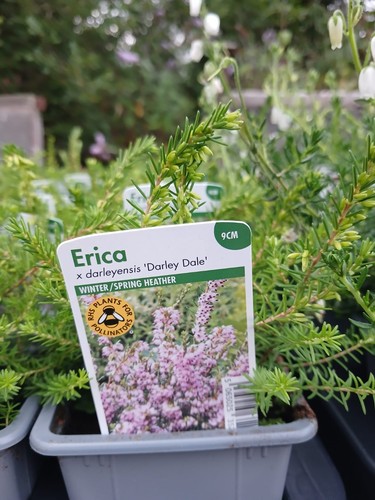 Winter heather plant darley - winter,