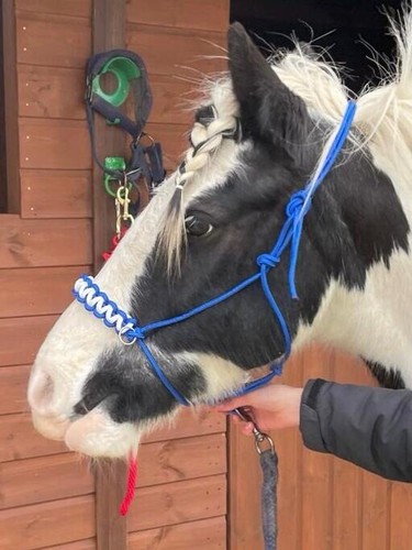 Custom bitless bridle blue - bridle,