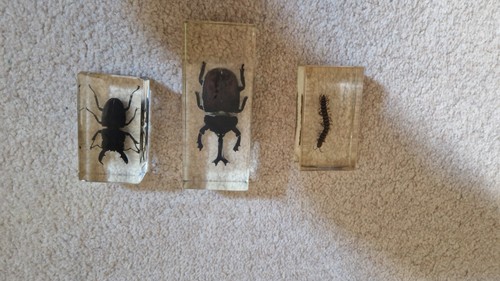 Rare specimens various - rare,