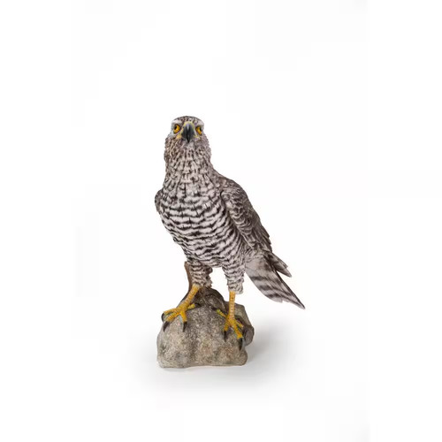 Northern goshawk standing - standing, on