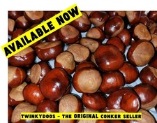25 X Conkers (large) Horse Chestnut Spider Repellent (2025 crop) LOW ON STOCK