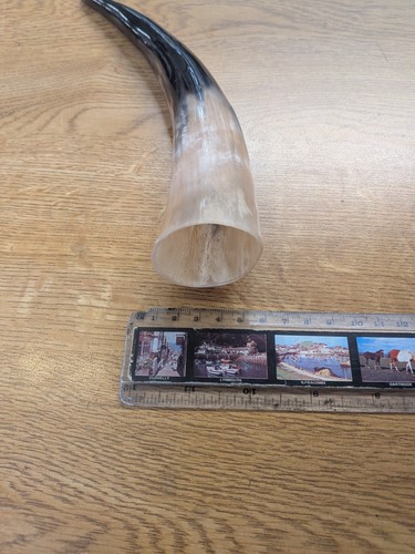 Polished cow horn - cow,