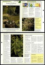 Lemon Verbena #140 Unusual Success With House Plants 1990 Fold-Out Card