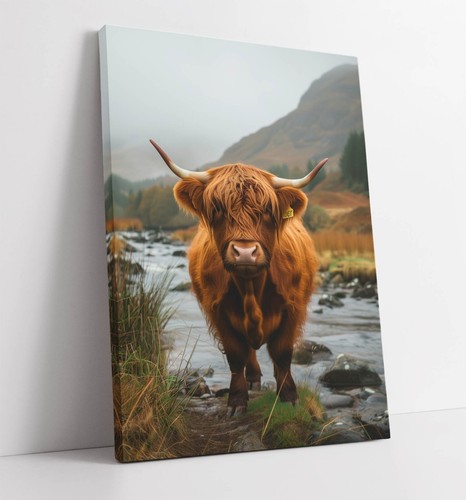 Highland cow scottish - cow, in