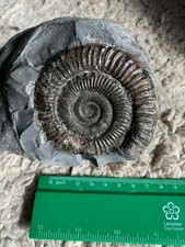 Large pair of ammonites
