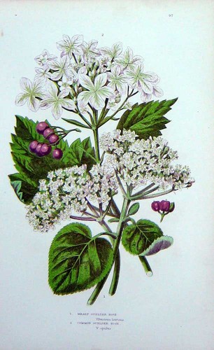 Original old antique print - old,