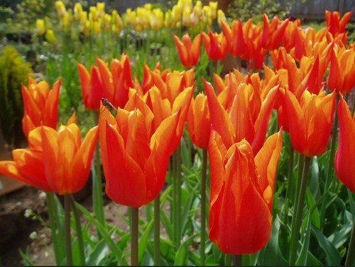 Ballerina lily flowering tulip - lily,