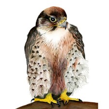 A5 Lanner Falcon Bird